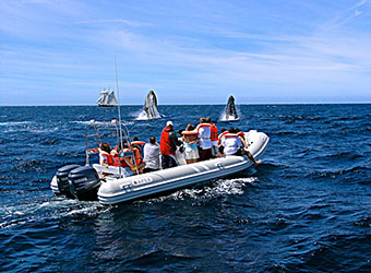 Whale Watching on Zodiac boat